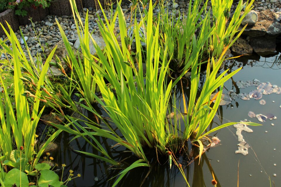 Water plant garden nature