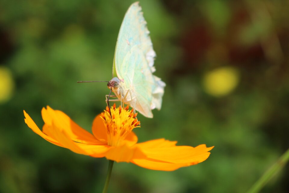 Yellow flower insects photo