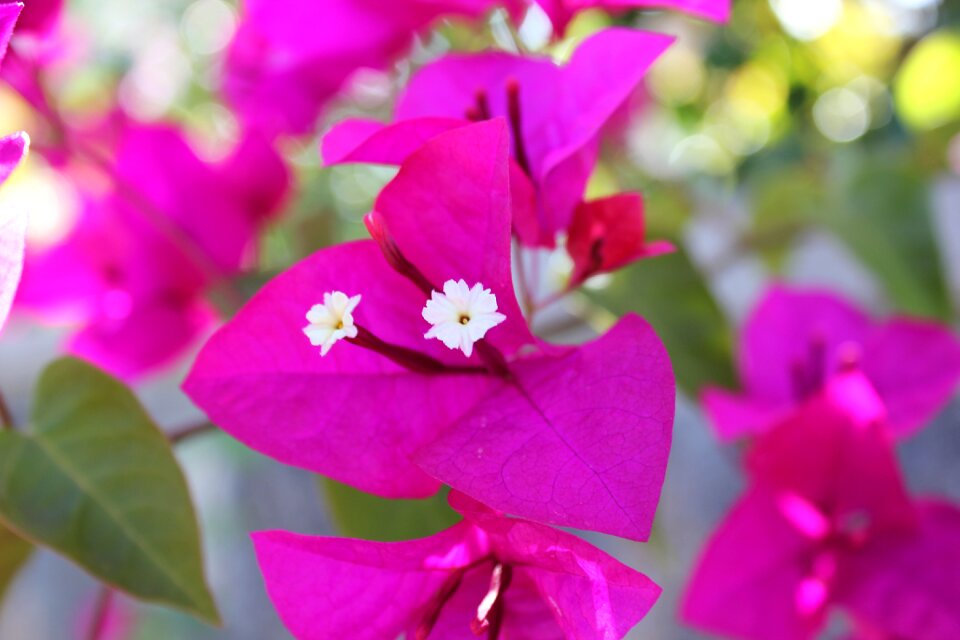 Flower nature pink