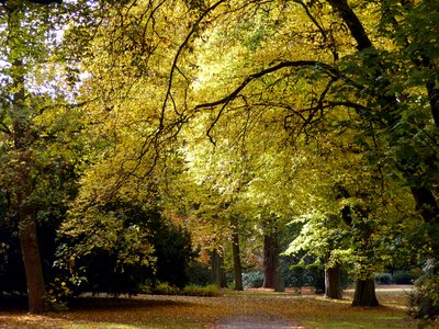 Trees golden october autumn forest photo