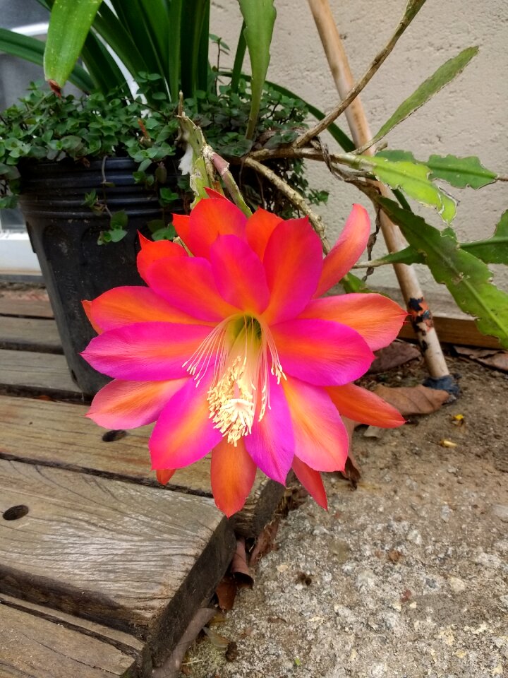 Flower linda spring