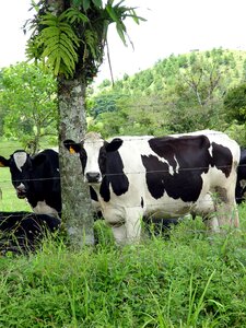 Livestock milk shadow