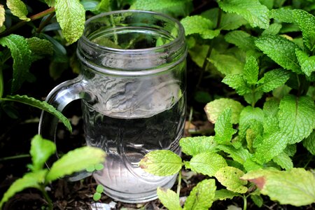 Plntas vase glass