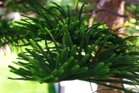 Conifer branches plant