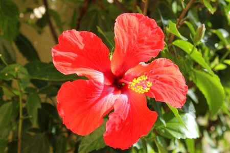 Hibiscus red nature