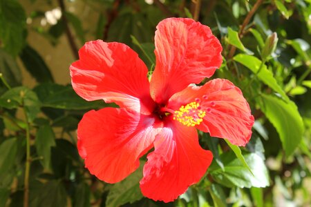 Hibiscus red nature photo