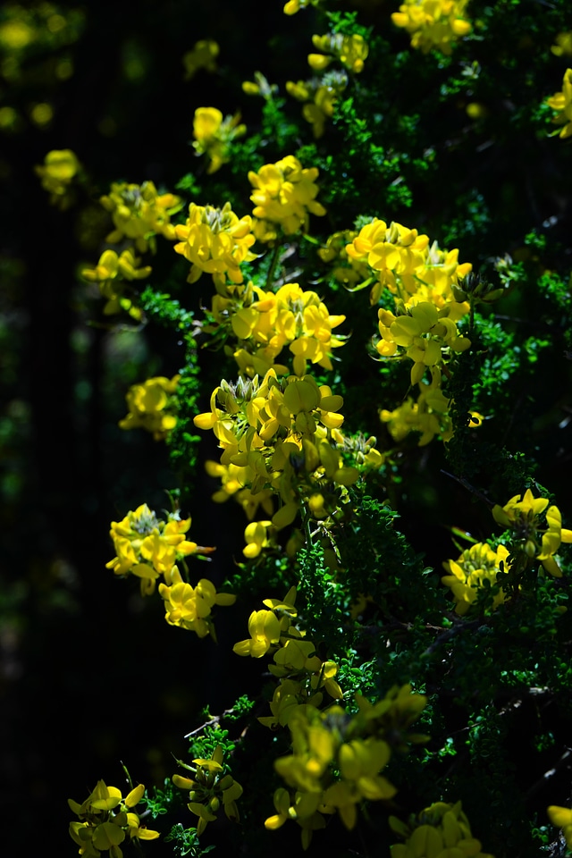 Sticky glandular broom adenocarpus viscosus endemic