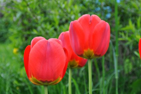 Tulips red flowers
