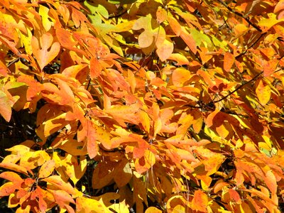 Fall nature yellow