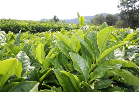 Tea plantation plants sheet