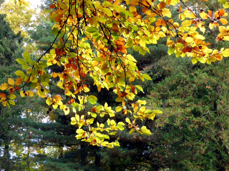 Fall color yellow colorful
