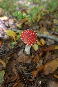 Red spotted amanita muscaria photo