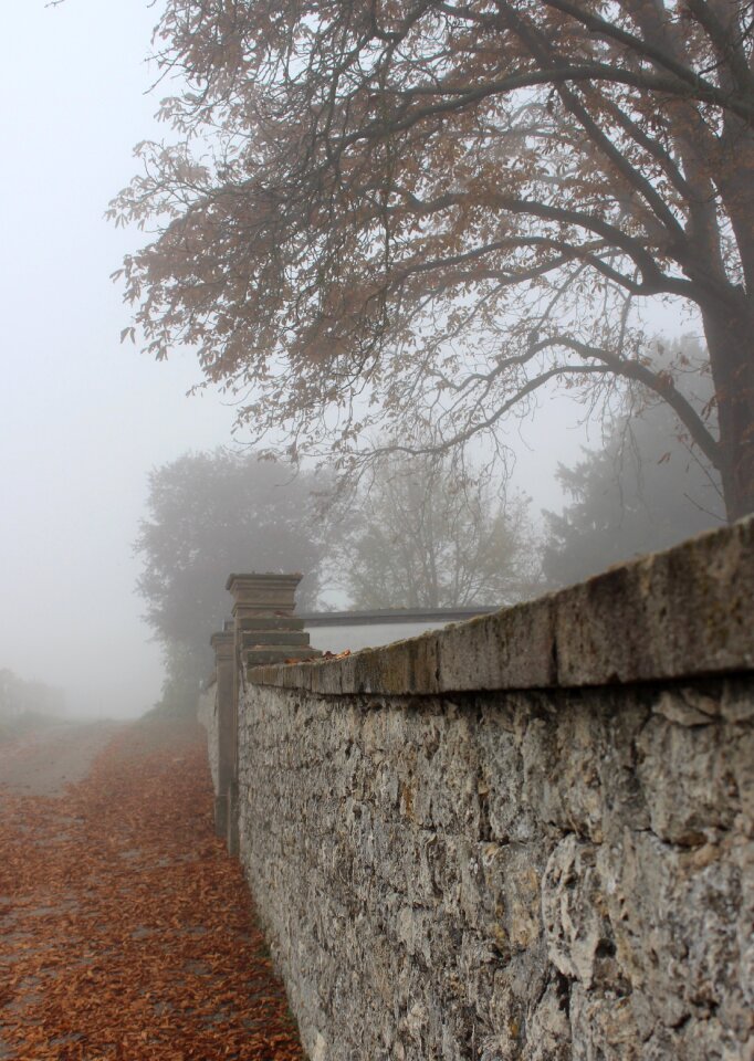 Leaves fog early morning photo