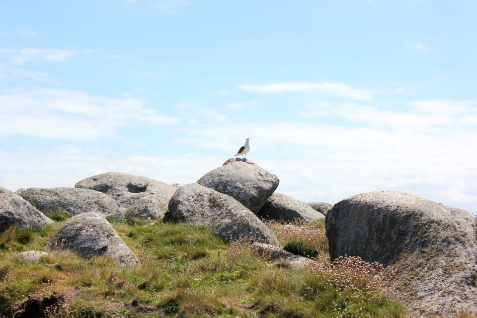Brittany rocks gull