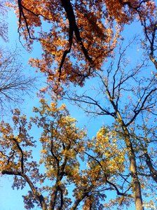 Autumn trees oak in autumn blue sky photo
