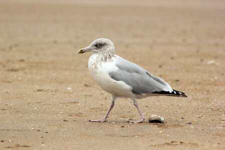 Beach ornithology fauna photo