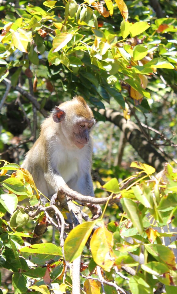 Tree nature animal