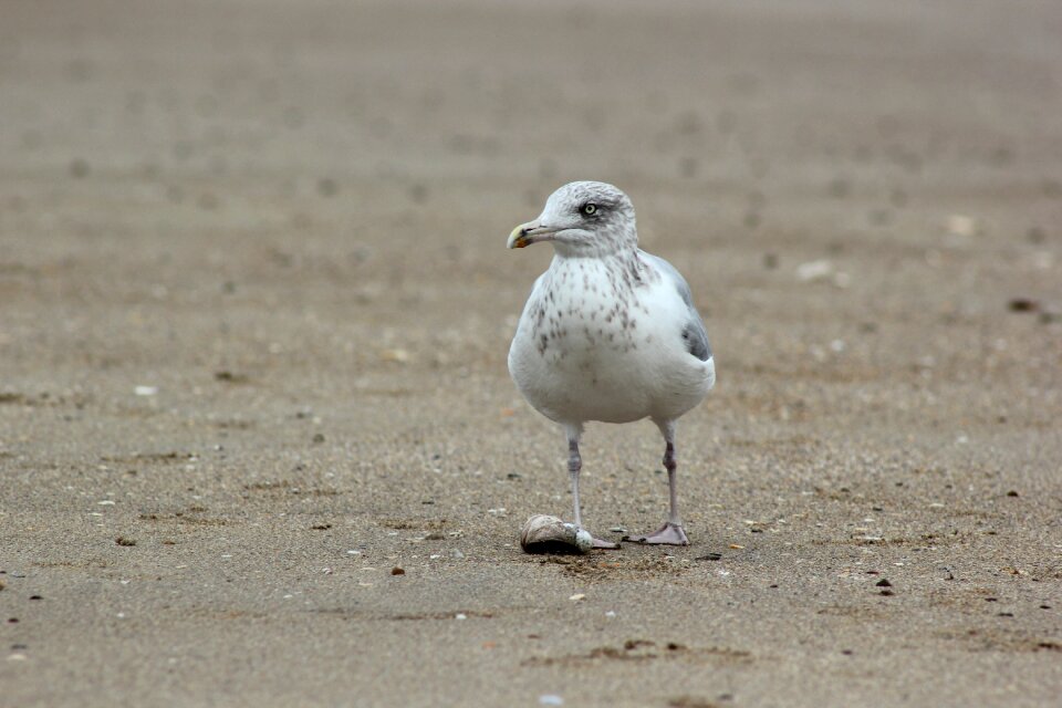 Gull ornithology fauna