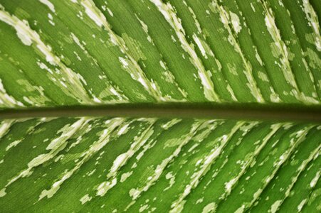 Leaf green nature