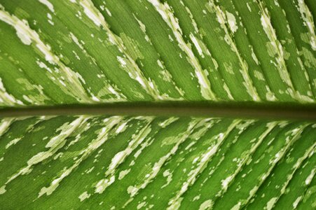 Leaf green nature photo