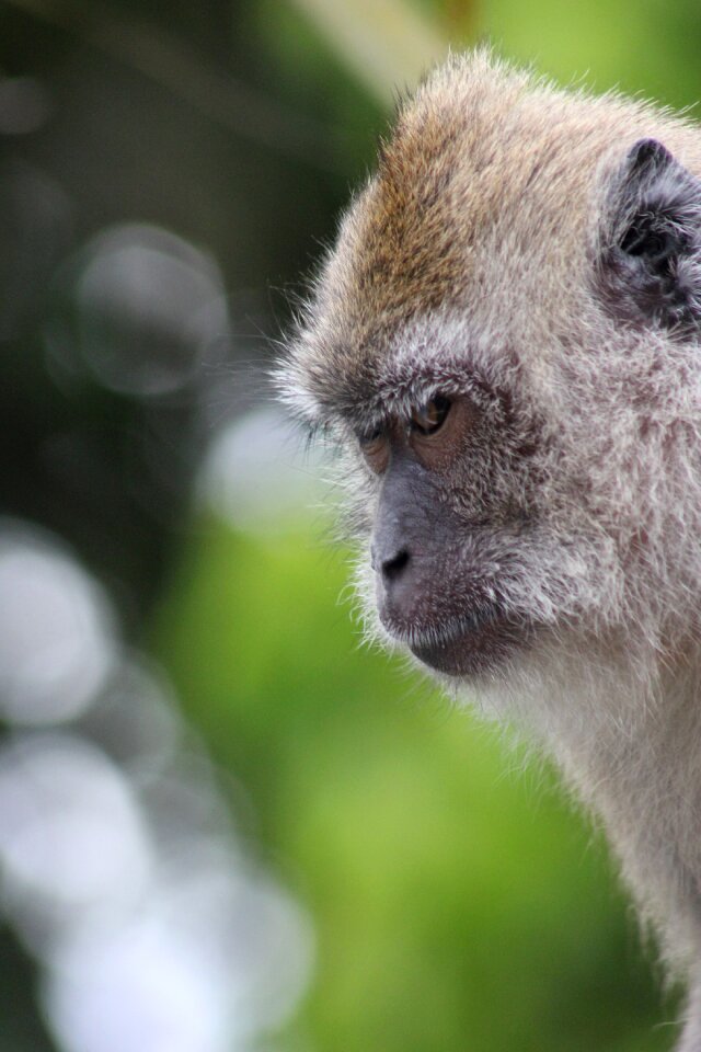 Portrait nature animal