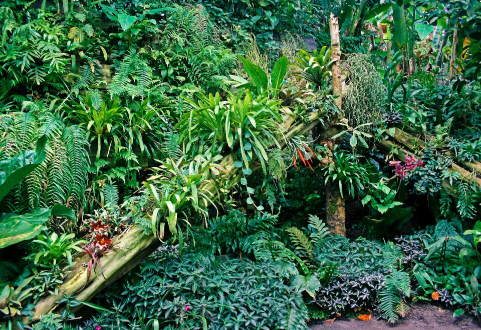 Tropical green nature