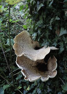 Nature forest fungus