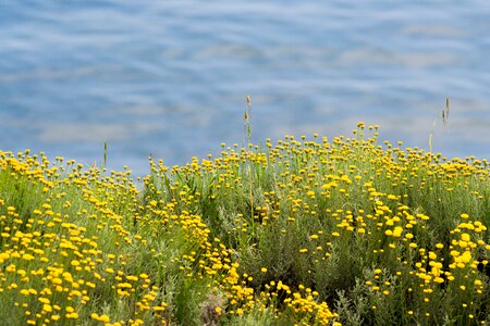 Yellow costa liguria
