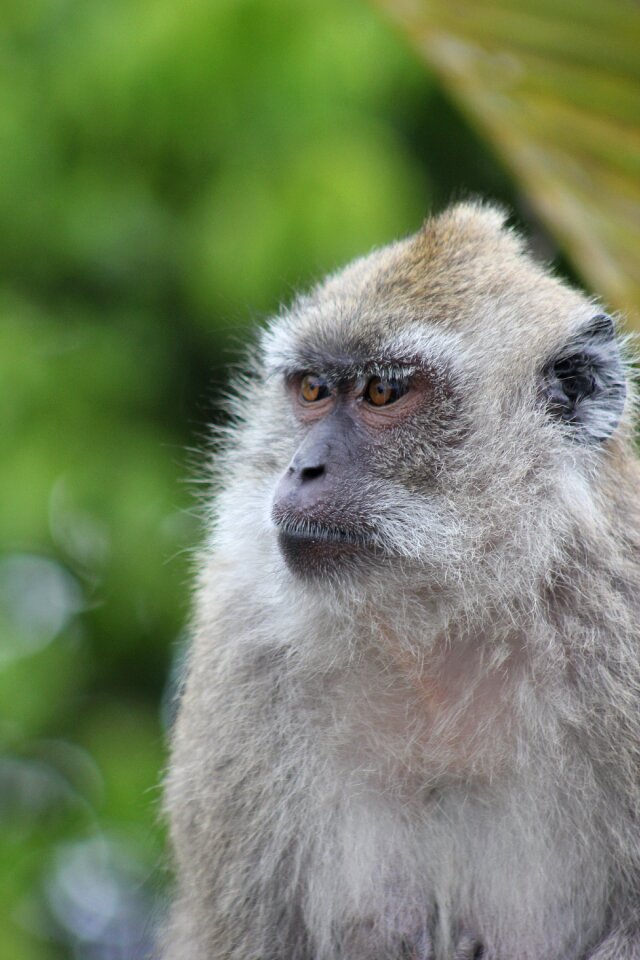 Portrait nature animal
