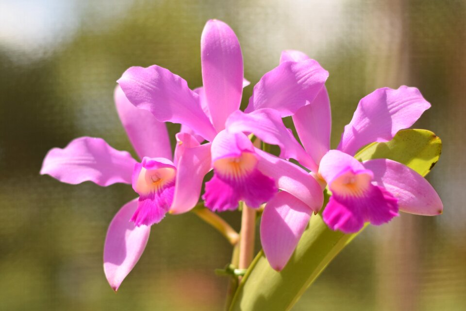 Orchid flower plant