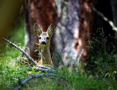 Park animals nature