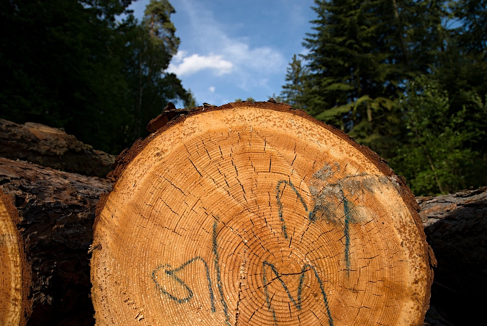 Wood losers extraction
