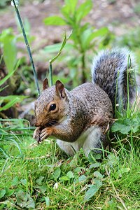 Animal mammal