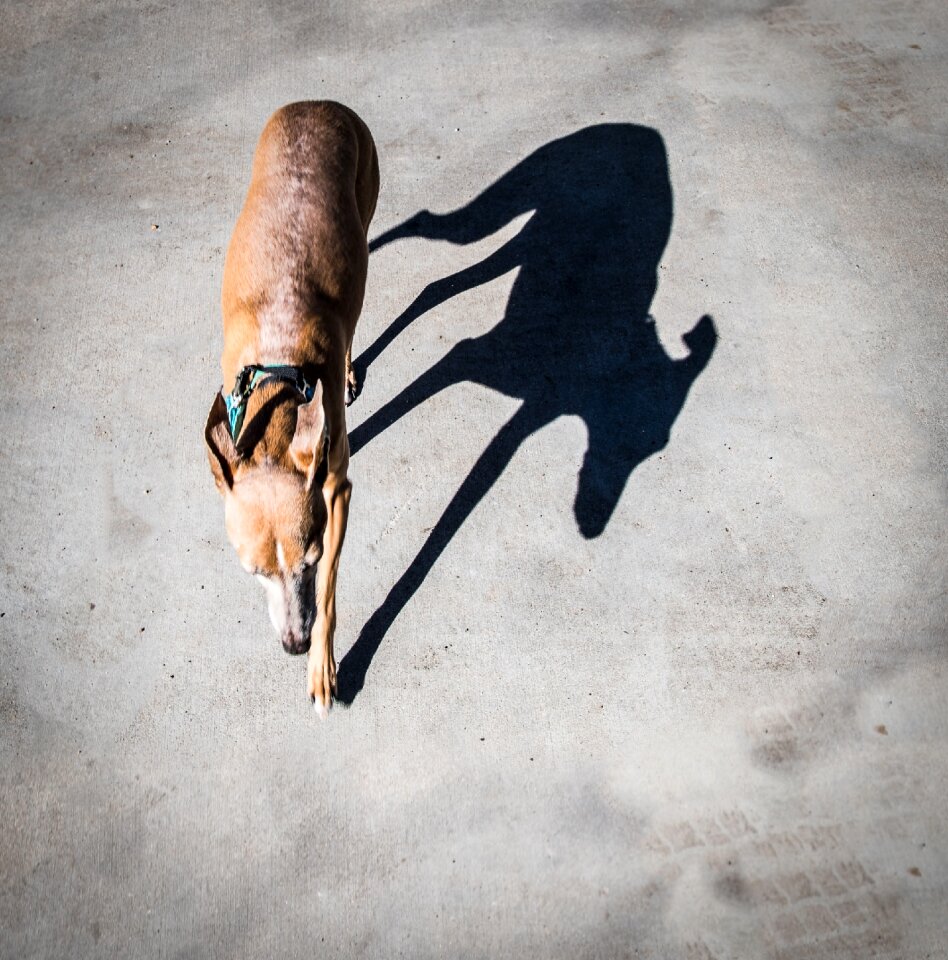 Sighthound greyhound animal
