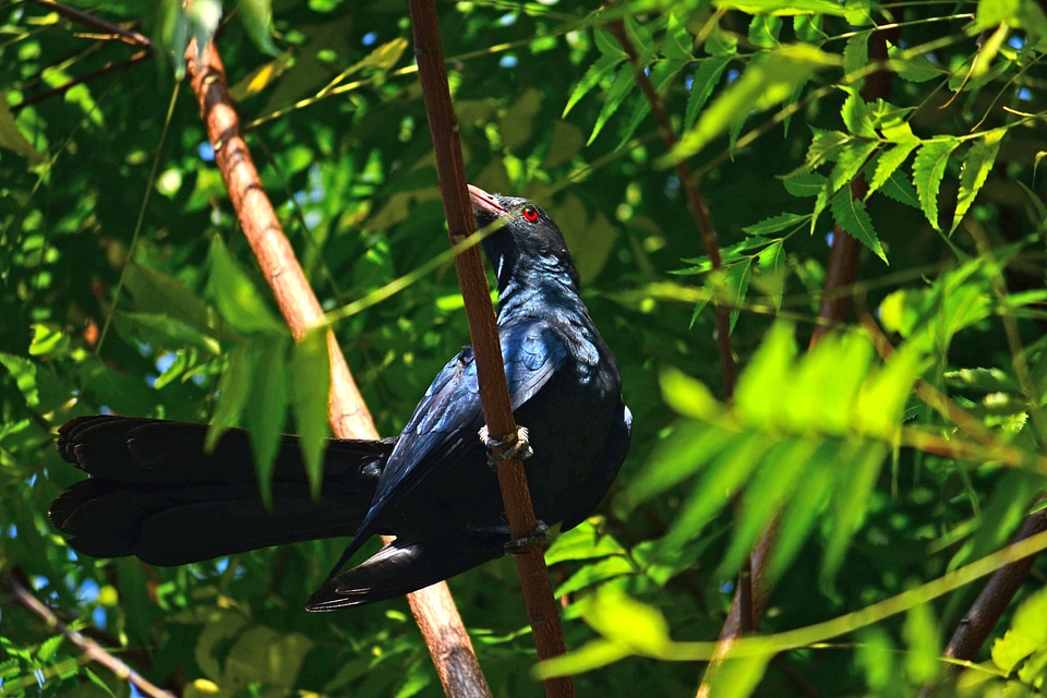 Nature wildlife sri lanka