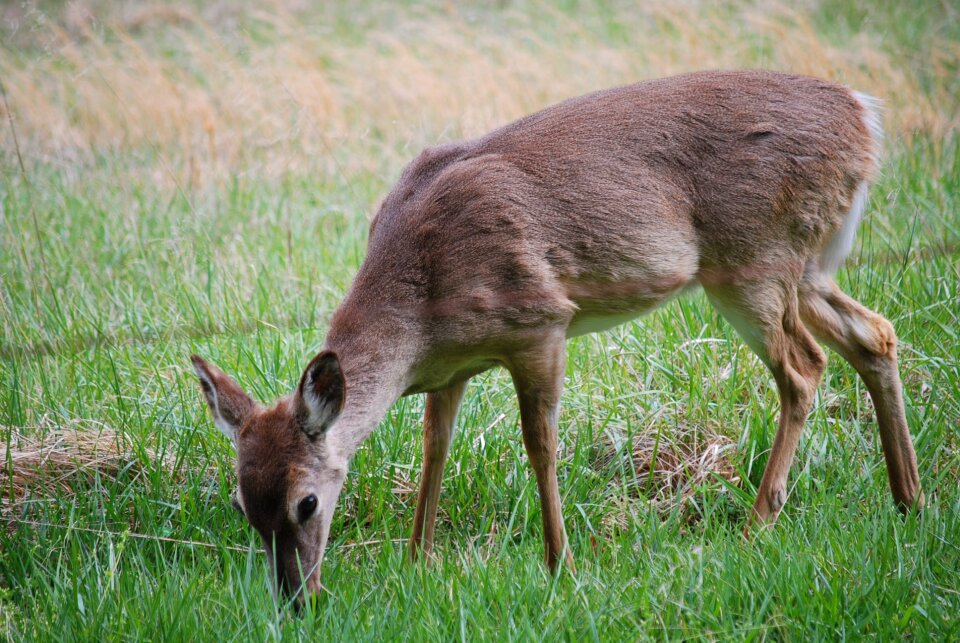 Meadow wildlife