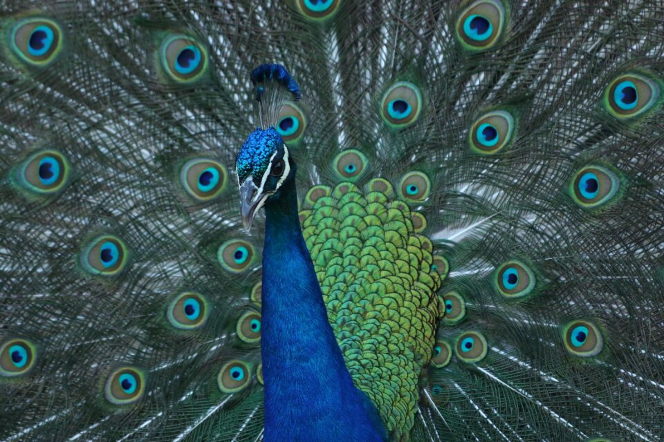 Peafowl green male