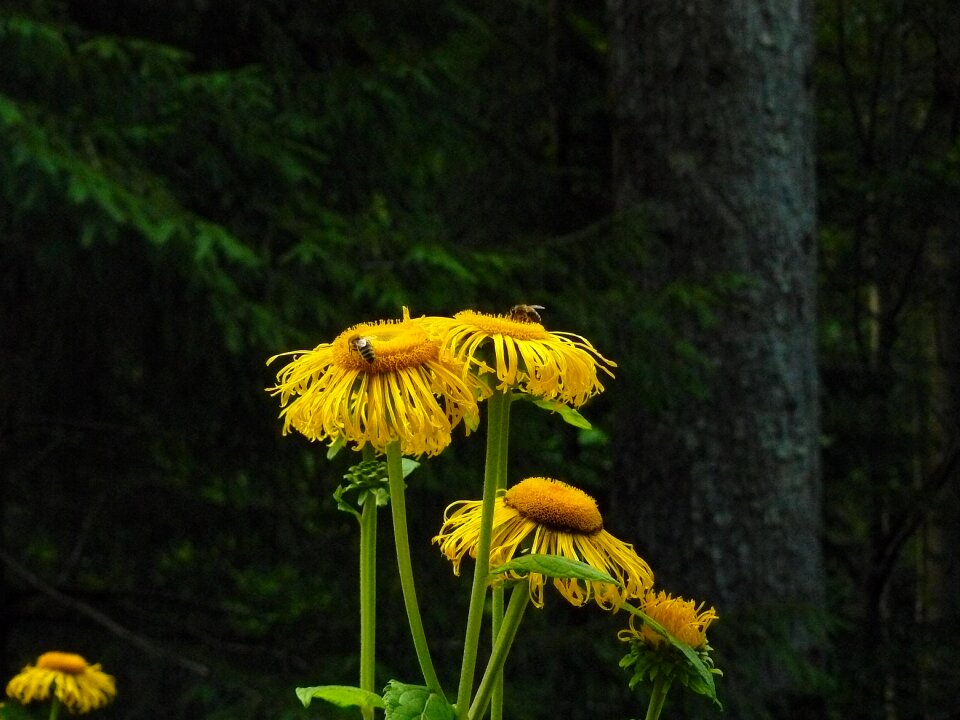 Plant yellow blossom photo