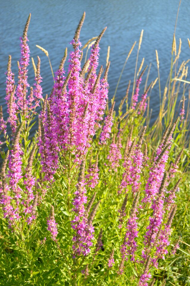 Loostrife salicaria wildflower