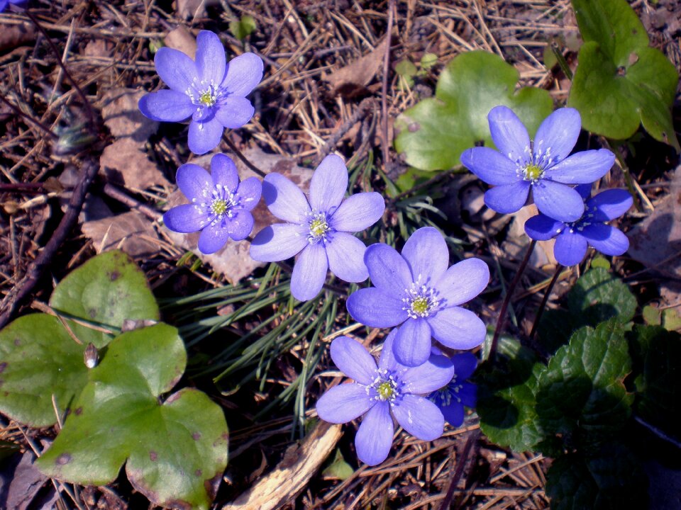 Plant wildflower anemone