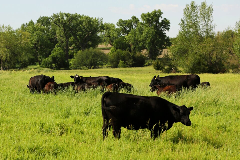 Agriculture cow animal photo