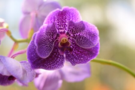 Orchid flower plant