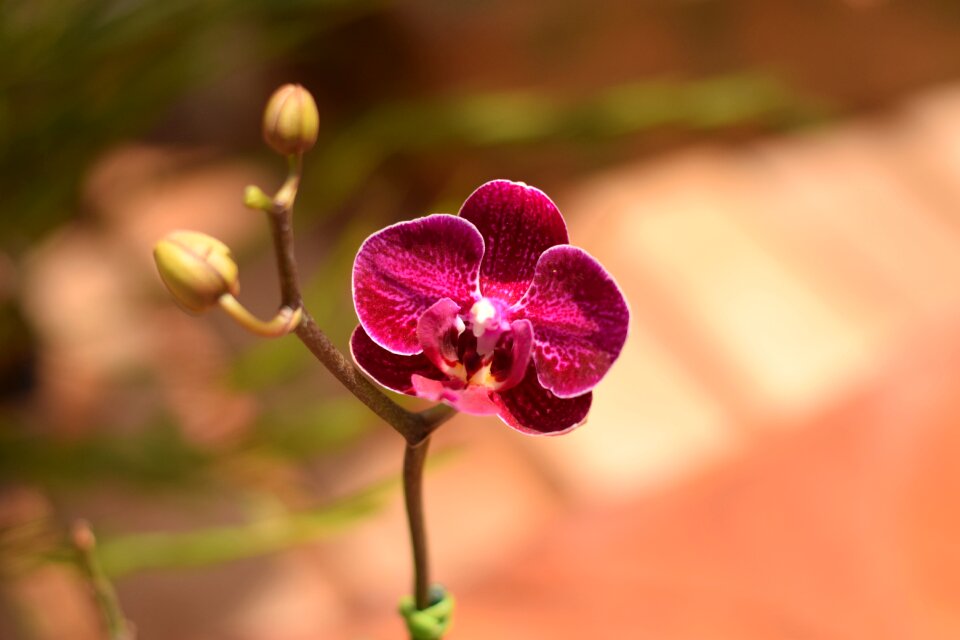 Flower plant rosa