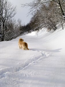 White dog park photo