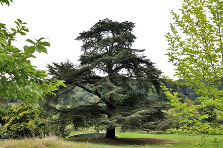 Seasonal cedar pine