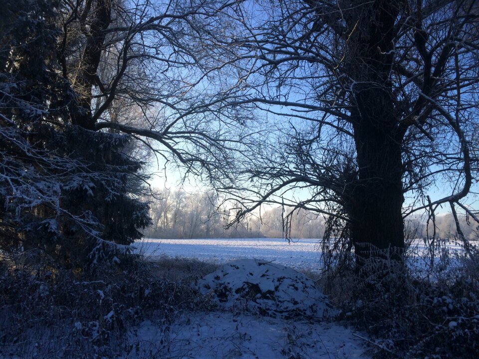 Snow morgenstimmung in winter trees
