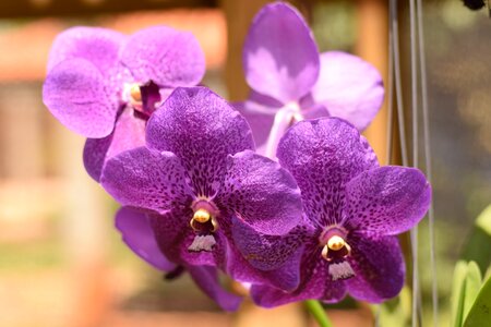 Orchid flower plant
