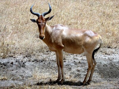 Ungulate safari antlers