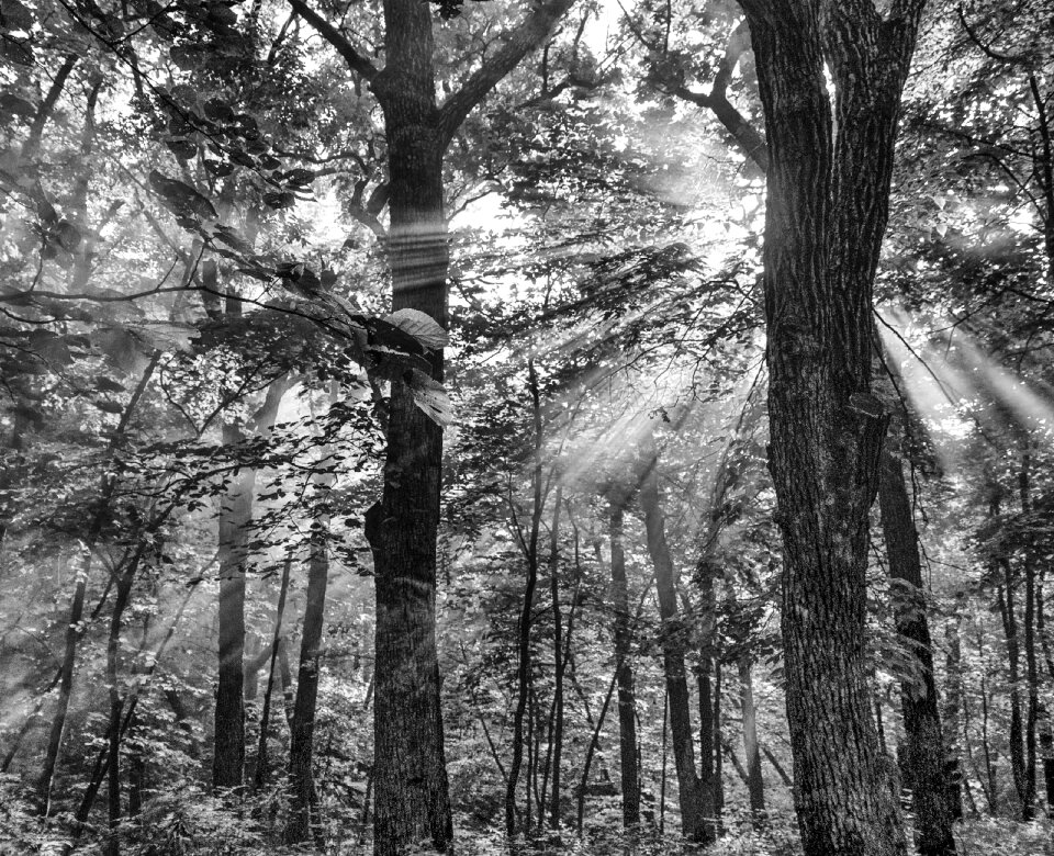 Sun ray light sunlight