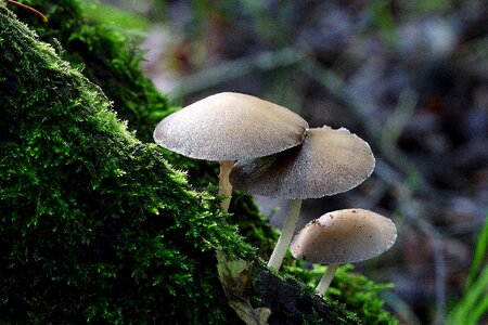 Nature forest fungus